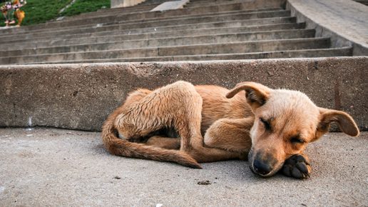 В Подмосковье запретят усыплять бездомных животных