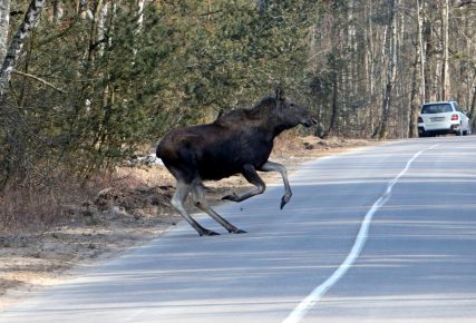 В Удмуртии лоси гибнут под колёсами авто чаще людей