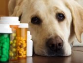 Как дать собаке таблетку