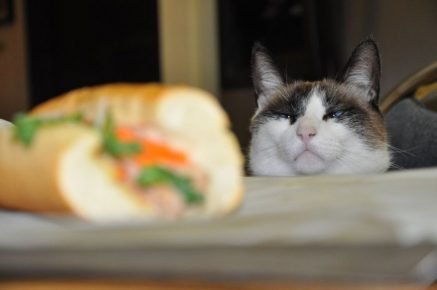 кот смотрит на бутерброд