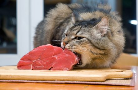 Кот ворует мясо