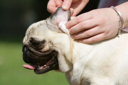 Очищение уха собаки