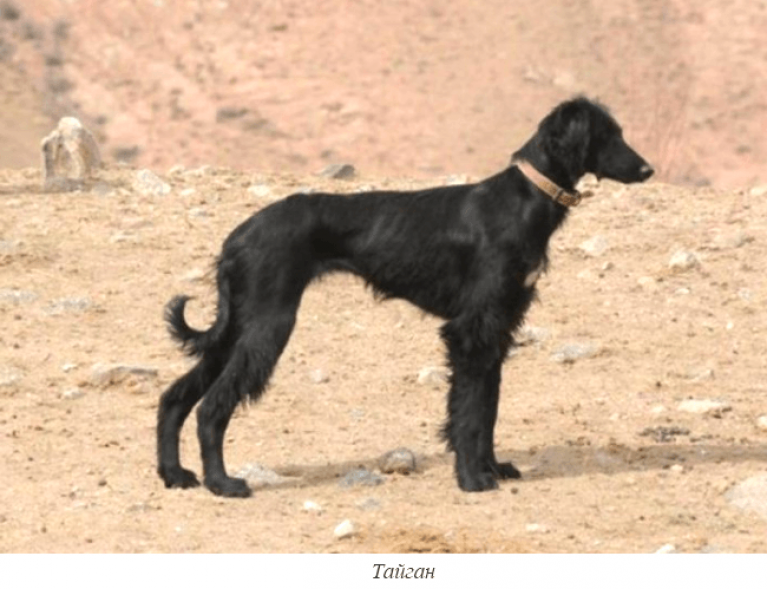 Купить Щенка Тайгана В России