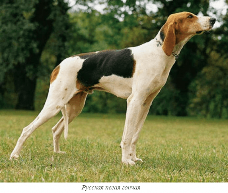 Порода собак русская пегая гончая фото