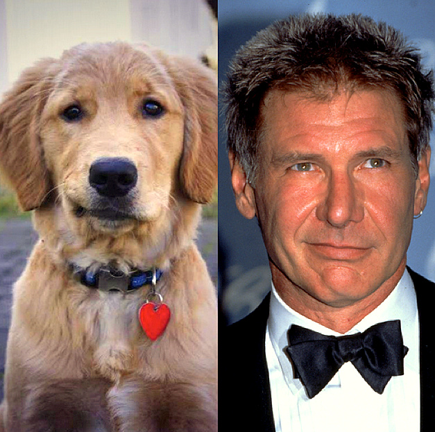 John Travolta Dog Adoption