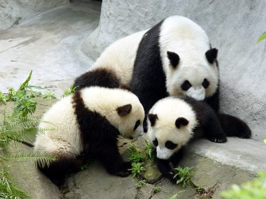 Панда с детёнышами