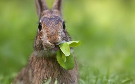 Кролик жует листья