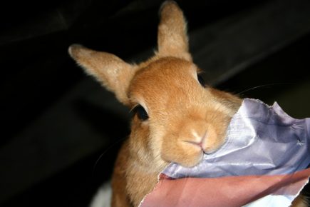 Кролик грызёт бумагу