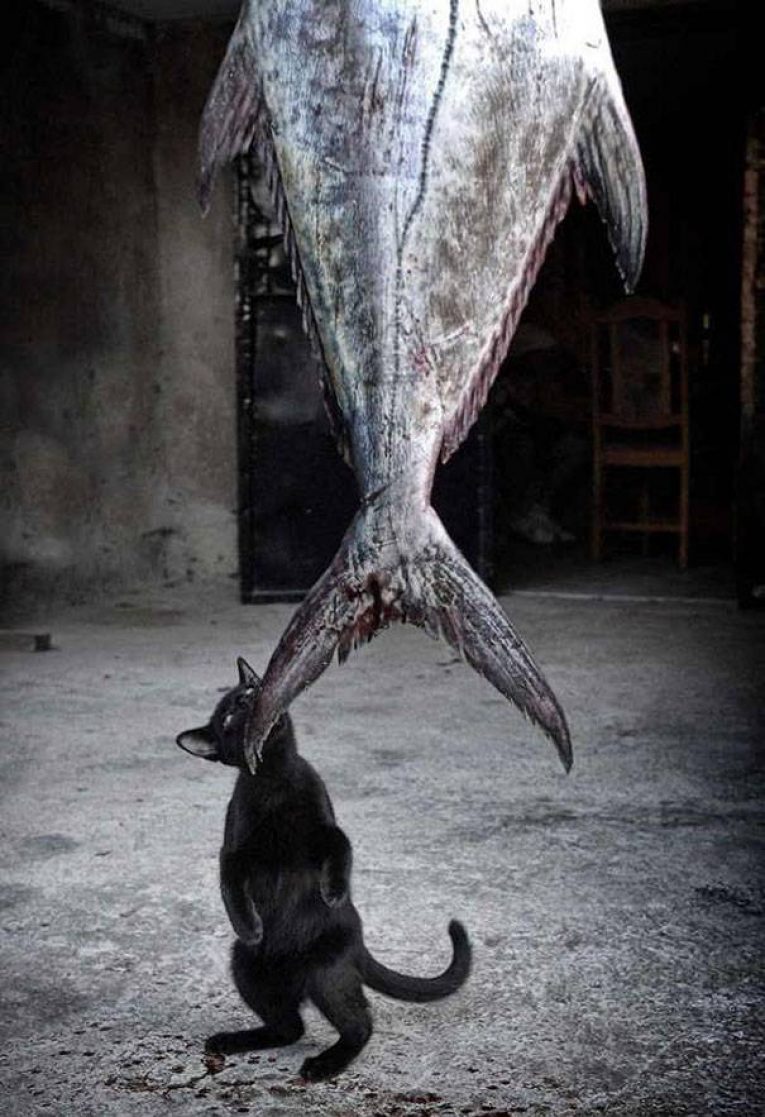 Кот украл рыбу