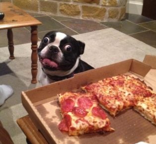 Собака просит пиццу