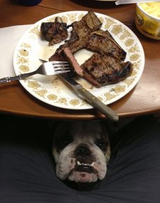 Собака под столом просит мясо