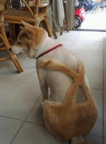 Собака со стрижкой в виде меховых штанов с лямками
