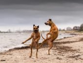 Собаки танцуют