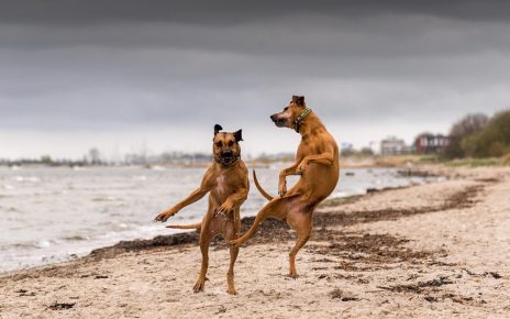 Танцующие собаки на берегу моря