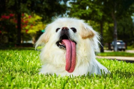 собака с самым длинным языком в мире