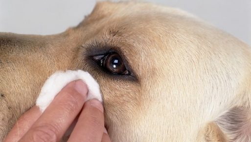 Промывать глаза собаке