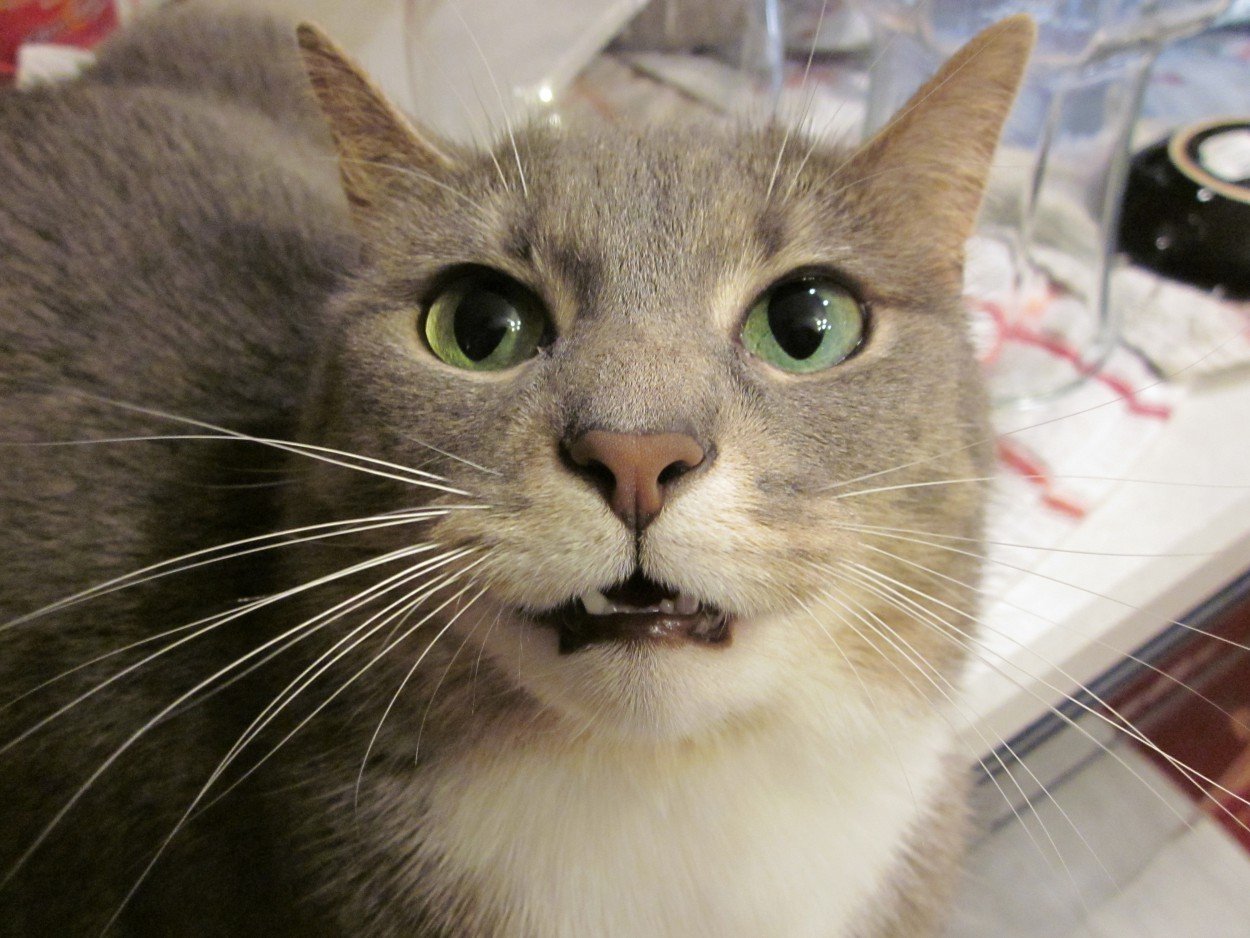 Кошки нюхают ртом. Кот с открытым ртом. Кот с приоткрытым ртом. Кошка открыла рот. Кошки с открытыми ртами.