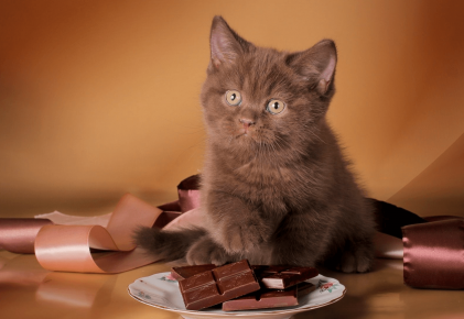 котёнок с шоколадом