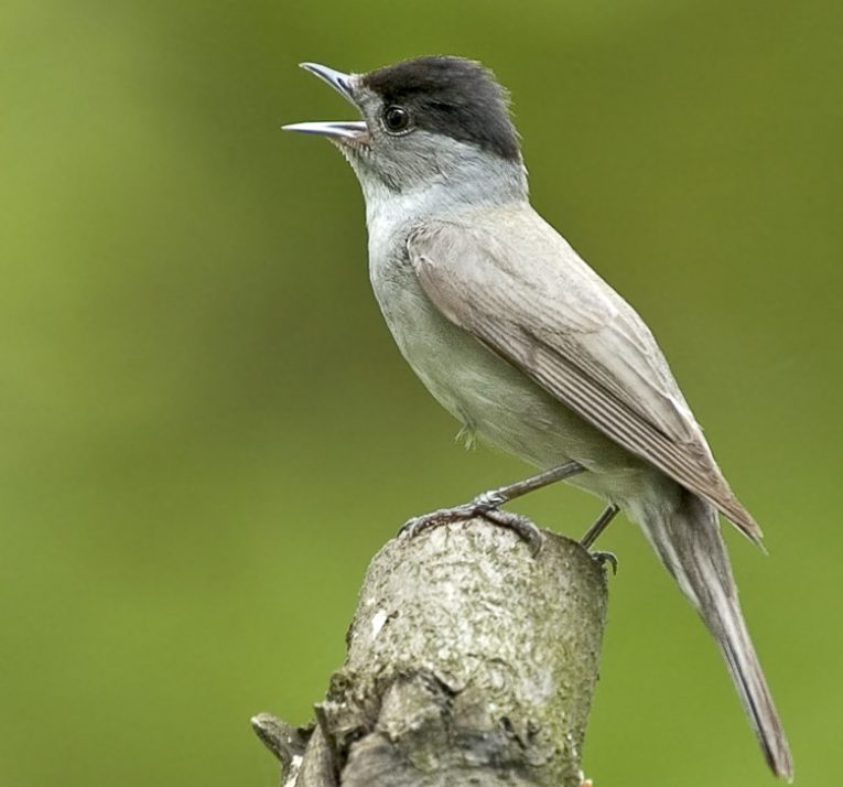 Какие птицы улетают на юг осенью фото и описание