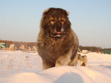 кавказская овчарка