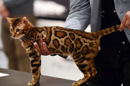 Кошечка с леопардовым окрасом