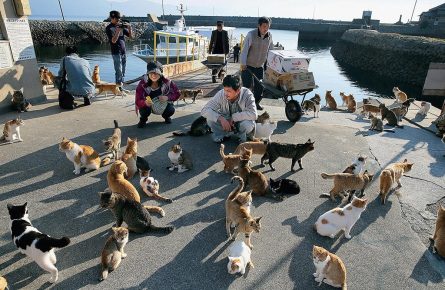 туристы и кошки