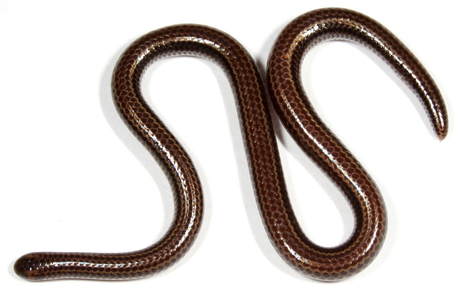 Leptotyphlops carlae змея
