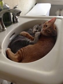 Коты в раковине