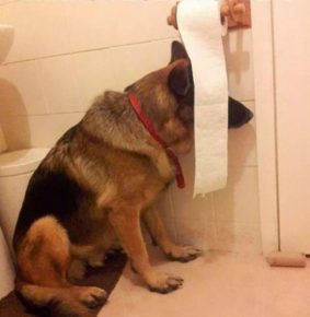 Собака спряталась за туалетной бумагой
