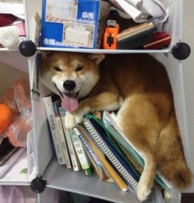Собака в книжном шкафу
