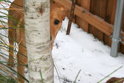 Собака спряталась за деревом