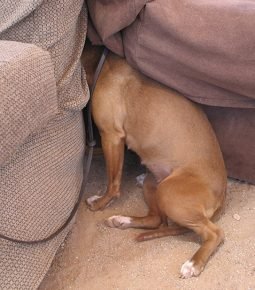 Собака прячется в диване