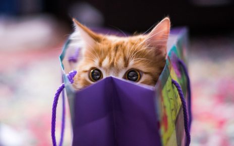 кошка в пакете
