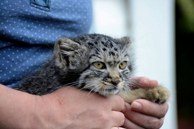 Верный спутник