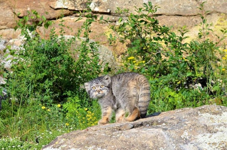 Выросшего среди людей [Новости Новости]