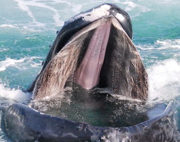 Язык голубого кита