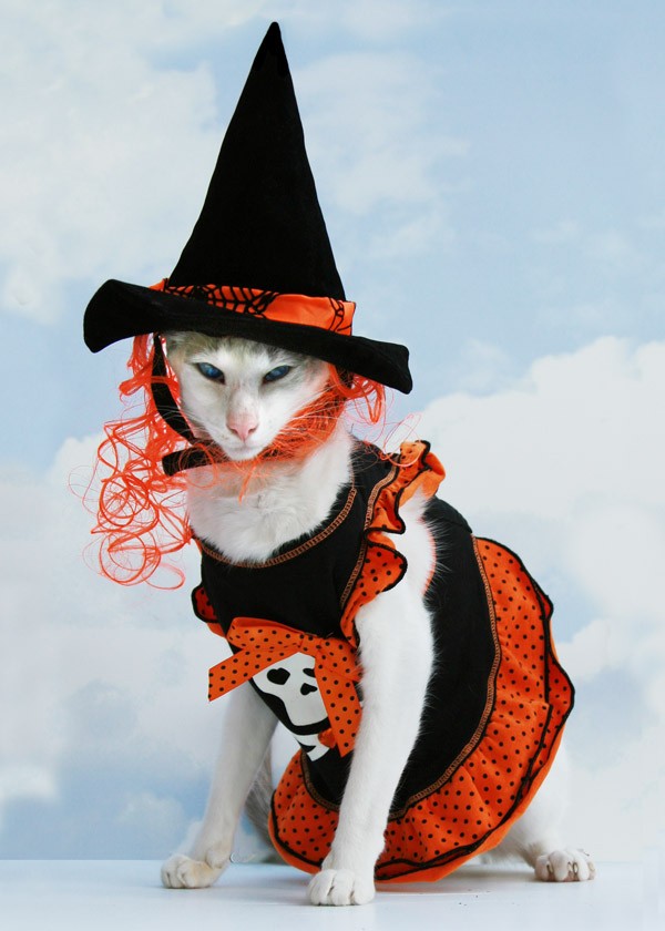Костюм на Хэллоуин для кошек своими руками - Лямурмур