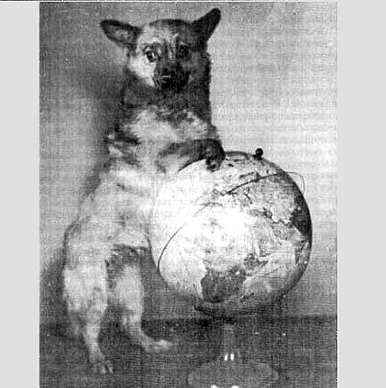 День космонавтики собака. День космонавтики собака. Советские космические собаки. Первые собаки в космосе. Белка и стрелка собаки космонавты.