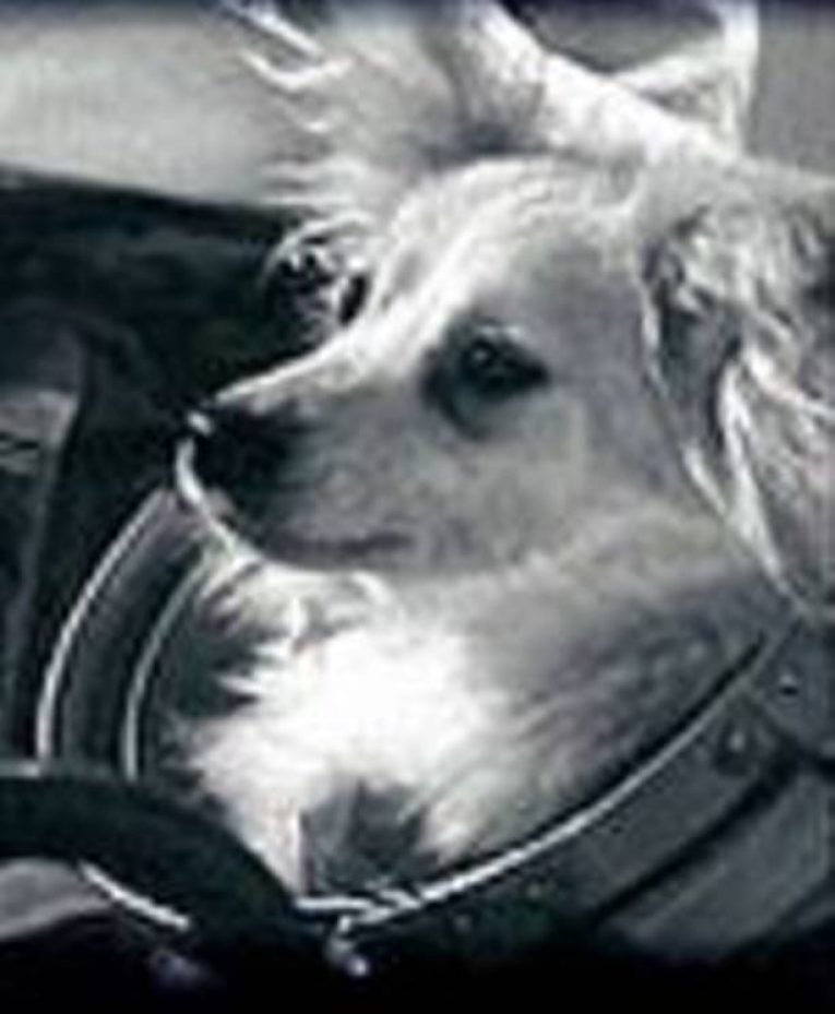 Моя собака космонавт 2025. Моя собака космонавт 2025. Моя собака космонавт 2025. Моя собака космонавт 2025. Моя собака космонавт 2025.