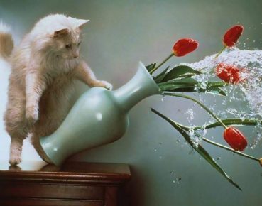 Кот опрокидывает вазу