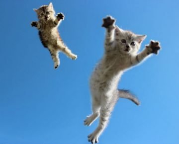 Парящие в небе котята