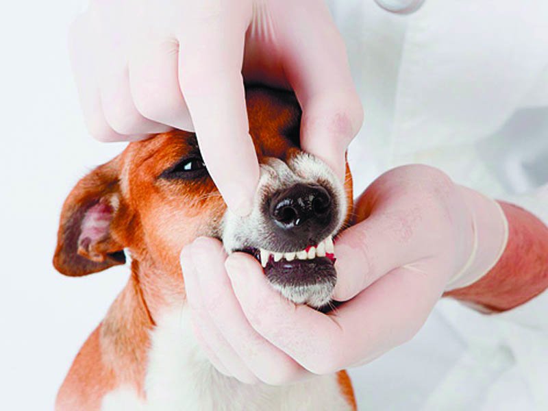 Можно ли использовать зубную пасту для собак
