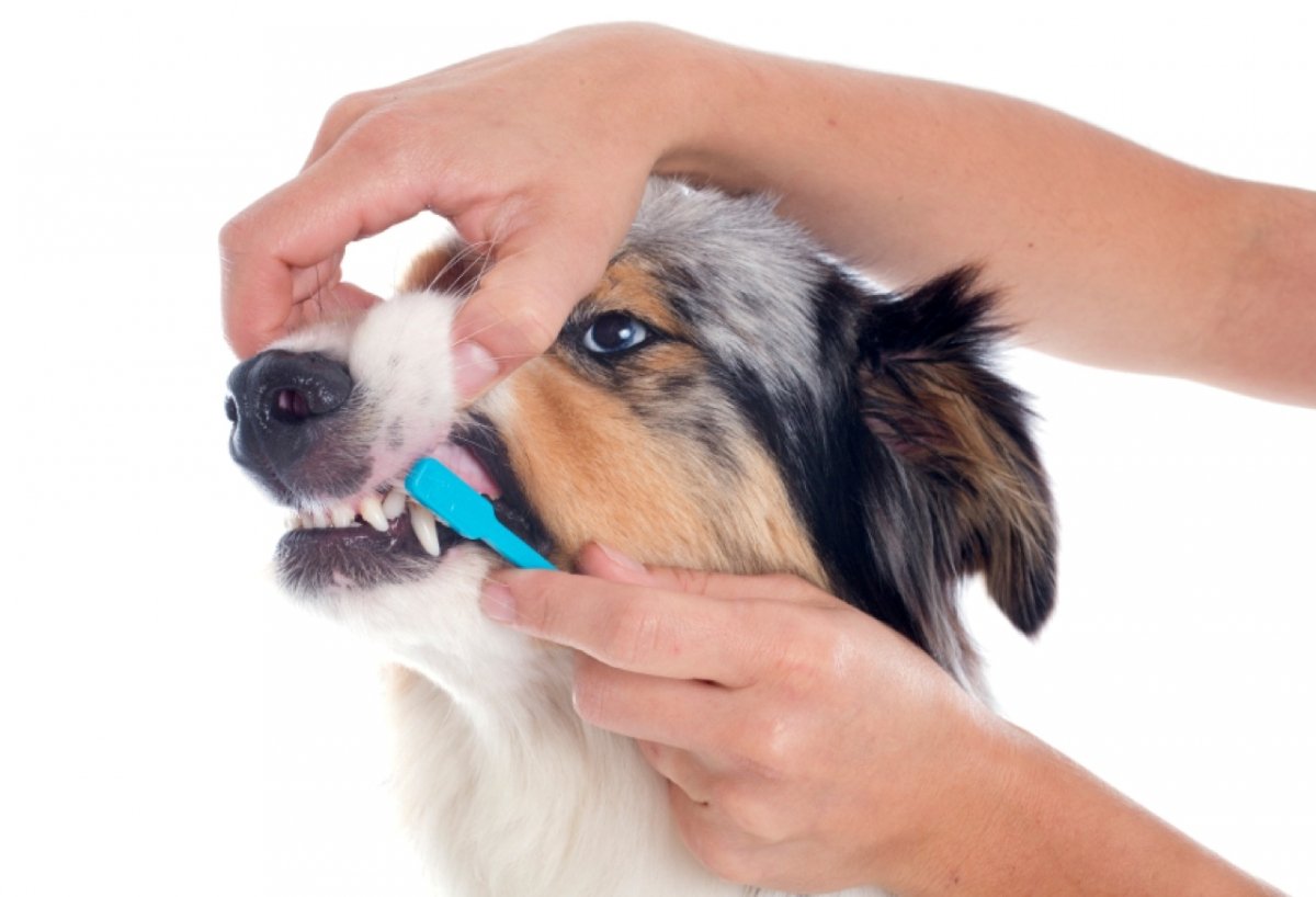 Можно ли использовать зубную пасту для собак