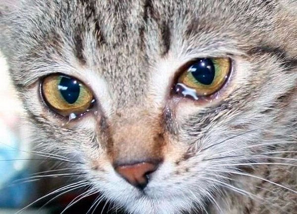 Конъюнктивит у кошек заразен для кошек