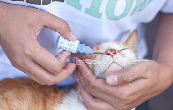 Конъюнктивит у кошек заразен для кошек