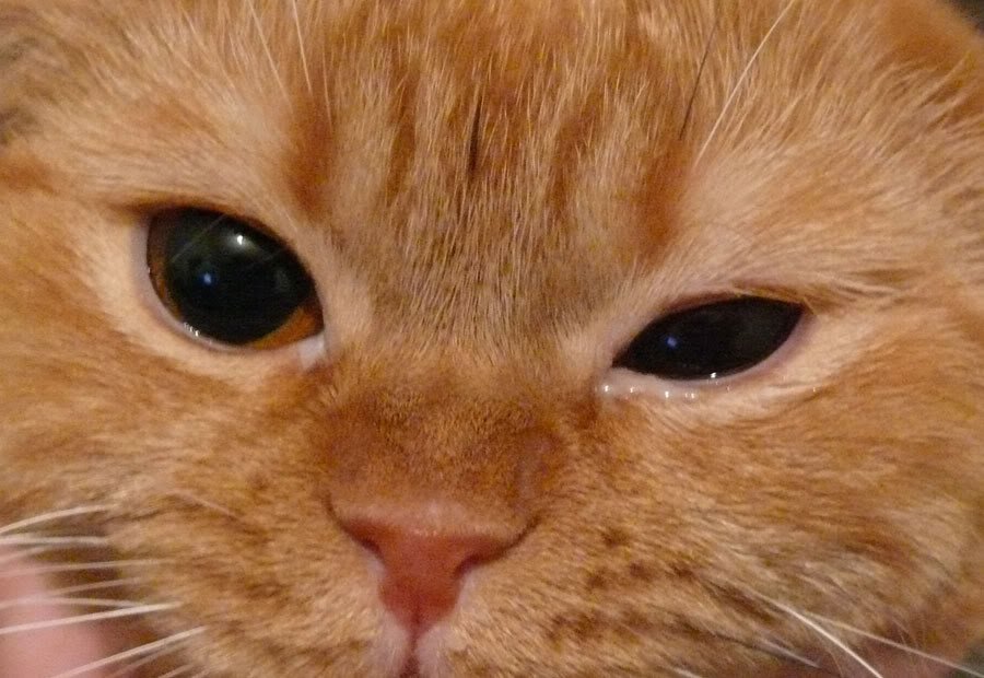 Конъюнктивит у кошек может ли заразиться человек thumbnail