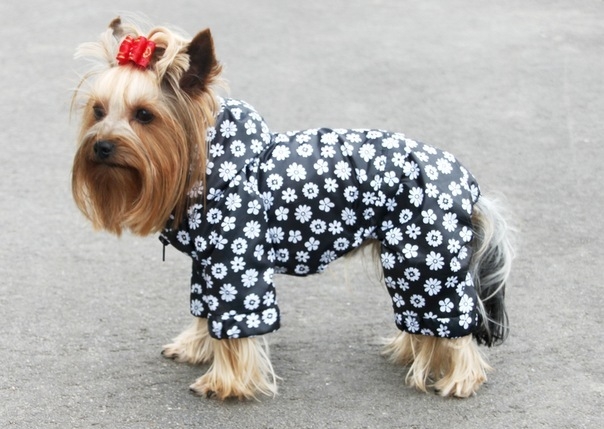 Одежда для собак своими руками Dress for dogs | ВКонтакте