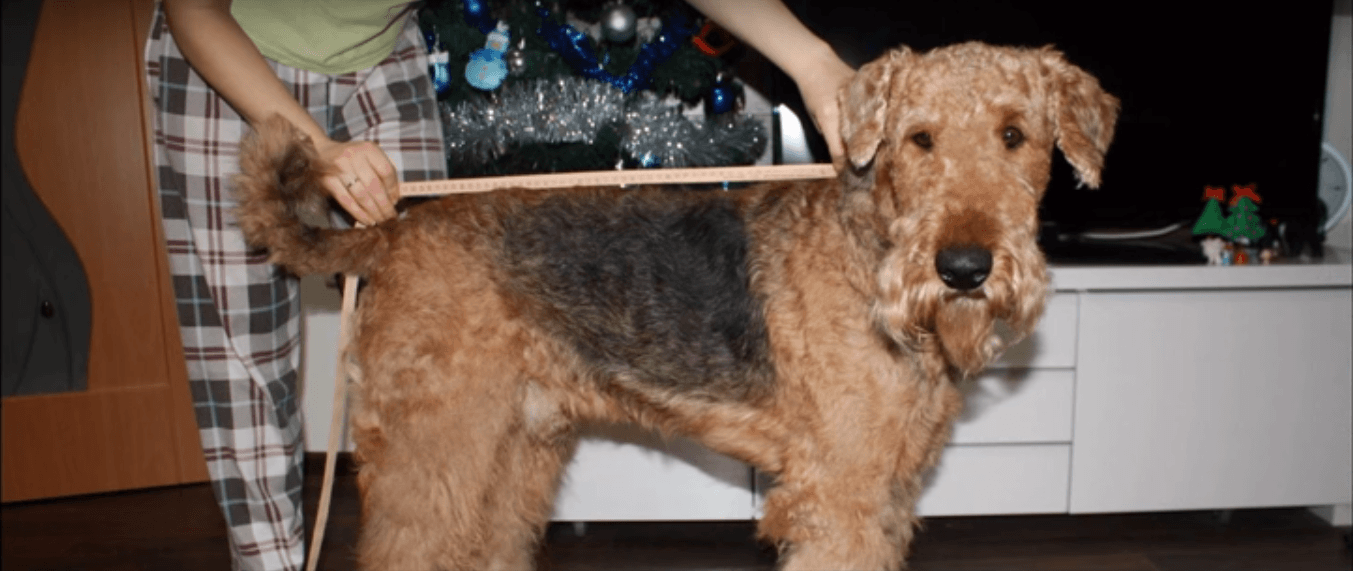 Как самостоятельно сшить комбинезон для собаки: инструкция