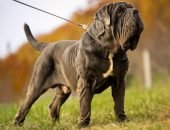 Самые упрямые породы собак — фото и описание