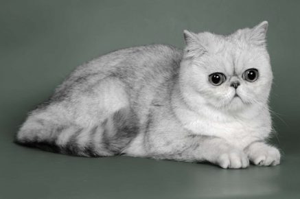 Экзотическая короткошёрстная кошка